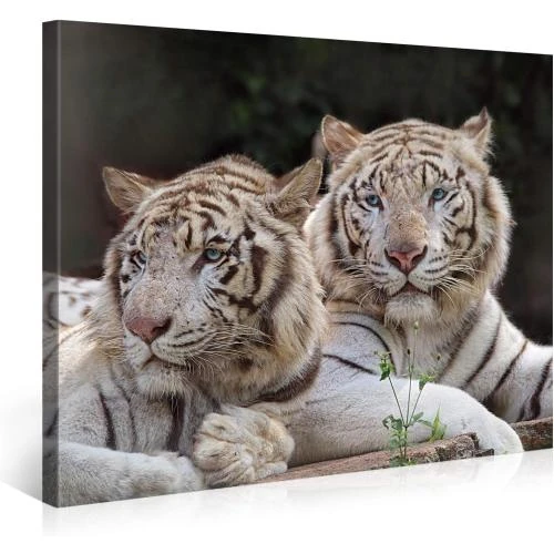 Tableau Giclée Toile Two White Tigers, PICANOVA - Vue principale