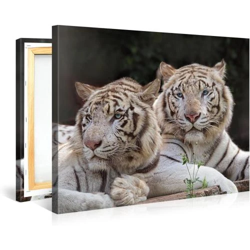Détail de Tableau Giclée Toile Two White Tigers, PICANOVA