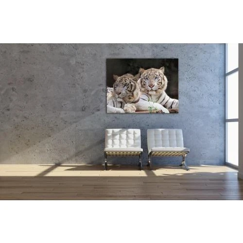 Zoom sur Tableau Giclée Toile Two White Tigers, PICANOVA
