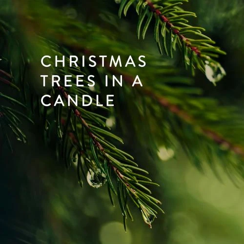 Détail de Bougie Thymes Frasier Sapin Édition Limitée Statement